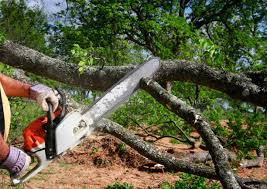 Trusted Springville, IA Tree Removal Experts